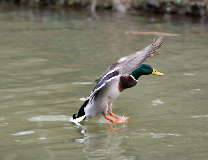 Photo duck landing